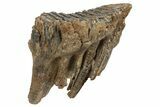 Fossil Woolly Mammoth Molar - Nice Roots #235033-2